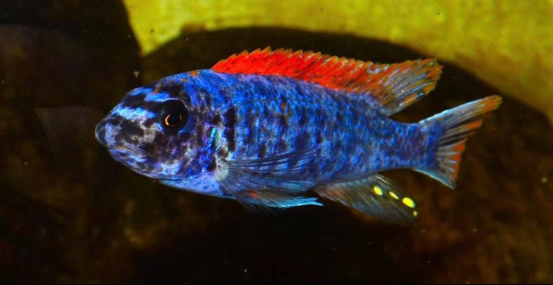 Labeotropheus trewavasae 'Mitande Reef (Rocks)'